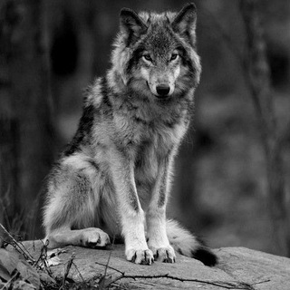 🐺 Wolf 🐺 Brasil 🇧🇷 Telegram Group Link