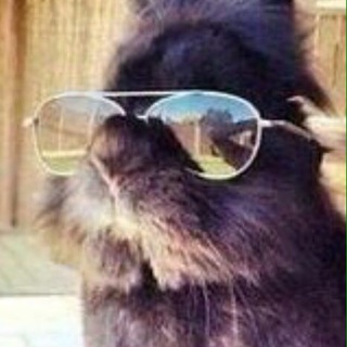 Funny Bunny