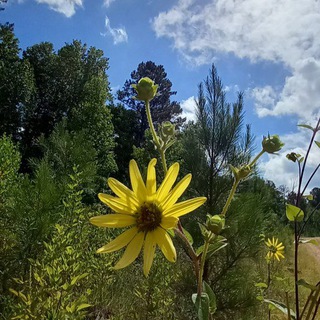 Sweet Home Alabama Telegram Group Link