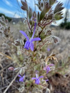 今日所见野花：醋草(vinegar weed)、红灌木猴花(red bush monkey flower)、加州扫帚花(California broom）、郊狼灌木(coyote bush)。