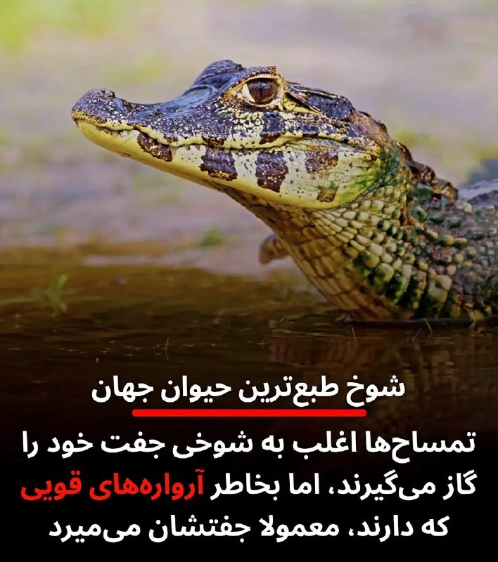 😜 جَـفَـرآبـاد 😜: تمساح‌های ماده معمولا به شوخی پارتنرشون رو گاز میگیرن، اما چون آرواره‌های قوی‌ای دارن، نرهای بدبخت میمیرن :))‌🇯‌🇴‌🇮‌🇳 ↯📍