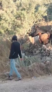 מתנחלים משחררים את הכבשים שלהם לאדמות פלסטיניות בפאתי הכפר יורש, דרומית מזרחית לשכם.