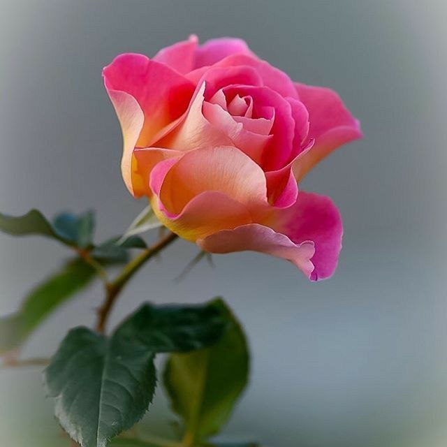 شعر و دلتنگی: 🍃🦋ز صبح روی او دارم صبوحینماز شام را هرگز نپایمچو گل در باغ حسنش خوش بخندمچو صبح از آفتابش خوش برآیم#مولانا🍃🦋#سلام_صبحتو