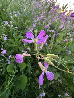 今日所见野花：野萝卜(wild radish)、神圣刺苹果(sacred thorn apple)、加州扫帚花(California broom)、加州紫菀(California aster)。