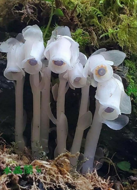 صفرتاصدکشاورزی💯✅: لوله هندیاین گیاه جذاب (Monotropa uniflora) قطعا یکی از شگفتی های عجیب طبیعت است. از آنجایی که کلروفیل ندارد و به فتوسنت