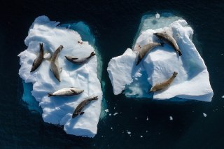 【土耳其第10次南极科考】土耳其国家南极科考队在马蹄岛拍摄的野生海豹，南极洲。2月8日，土耳其国家南极科考队抵达南极洲马蹄岛开展第10次考察任务。本次科考队由来自土耳其和保加利亚的17名研究人员组成，计划在1个月内开展14项科学研究，涵盖生命科学、物理科学、地球科学和环境研究等领域。NASA 卫星数据显示2025年9月南极冬季海冰峰值面积为1781万平方公里，比往年平均值减少约90万平方公里，创有记录以来第三低。 source