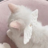 ꒱꒱ ᴄᴀᴛs ᴄᴏɴꜰᴇss