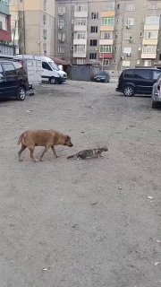 via ⁧ ⁧ 鲨鱼辣...