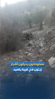 Settlers burn olive trees in the village of Yasid, northwest of Nablus.
