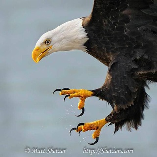 EAGLE TALQNS Telegram channel profile photo