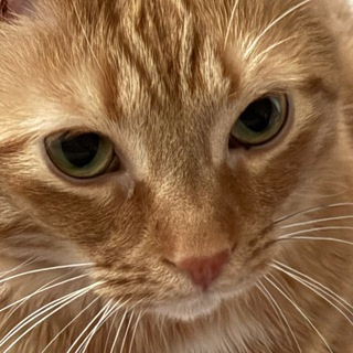 Telegram profile photo for EeveeSpotify Revived