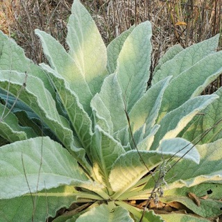 IAF - Herbs 🌿 & Healing ⚗️ Telegram channel profile photo