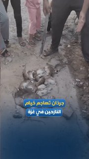 חולדות חודרות לאוהלים של עקורים בעזה, על רקע עליית הטמפרטורות והצטברות פסולת, ומוסיפות סכנה חדשה לסבל שחווי…