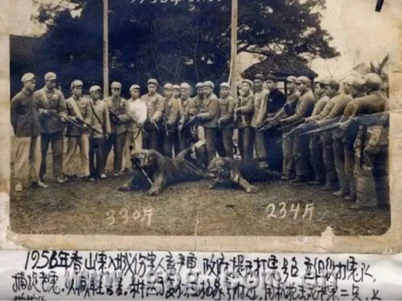 【来自投稿】上个世纪五十年代，新中国正开始声势浩大地进行土地改革运动，因为固有耕地数量不够，政府开始鼓励百姓开垦荒地，无数的荒地开始被挖掘，成为百姓的自有耕地