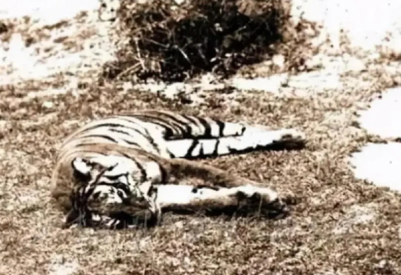 【来自投稿】上个世纪五十年代，新中国正开始声势浩大地进行土地改革运动，因为固有耕地数量不够，政府开始鼓励百姓开垦荒地，无数的荒地开始被挖掘，成为百姓的自有耕地