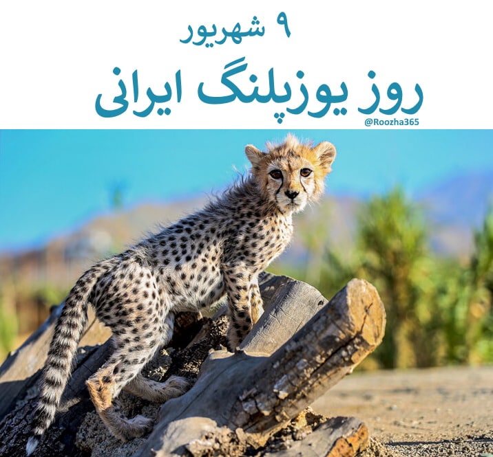 دل نامه: ۹ شهریور #روز_یوزپلنگ_ایرانی است. ایران آخرین زیستگاه #یوزپلنگ_آسیایی است اما در سال‌های گذشته یوزپلنگ‌های بسیاری در ایر