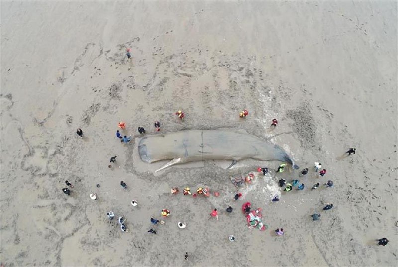 昨天象山石浦那条搁浅的抹香鲸回家了，过去五年内，全球一共11起抹香鲸搁浅事件，只有一次救援成功，真是个奇迹晨曦中，抹香鲸在渔政领航下到达安全区域，是最近新闻里见过最美的画面之一 source昨天象山石浦那条搁浅的抹香鲸回家了，过去五年内，全球一共11起抹香鲸搁浅事件，只有一次救援成功，真是个奇迹晨曦中，抹香鲸在渔政领航下到达安全区域，是最近新闻里见过最美的画面之一 source