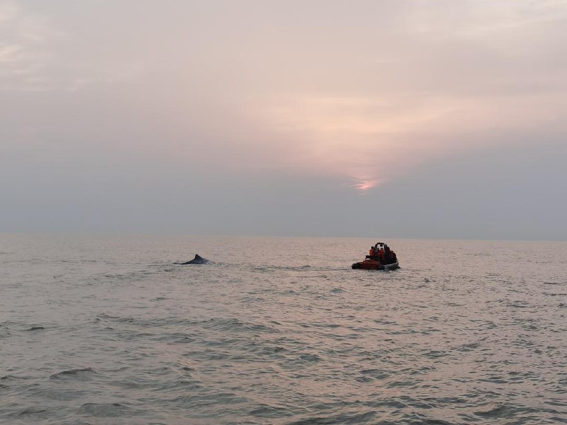 昨天象山石浦那条搁浅的抹香鲸回家了，过去五年内，全球一共11起抹香鲸搁浅事件，只有一次救援成功，真是个奇迹晨曦中，抹香鲸在渔政领航下到达安全区域，是最近新闻里见过最美的画面之一 source昨天象山石浦那条搁浅的抹香鲸回家了，过去五年内，全球一共11起抹香鲸搁浅事件，只有一次救援成功，真是个奇迹晨曦中，抹香鲸在渔政领航下到达安全区域，是最近新闻里见过最美的画面之一 source