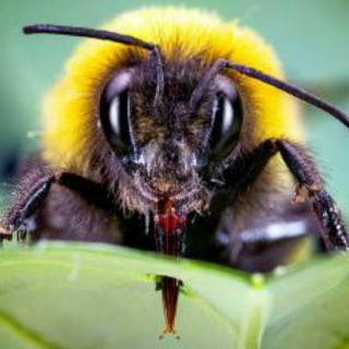 Asheville Remote Uprising Support Team Telegram Group Link