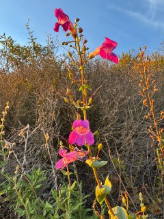 今日所见野花：亮丽五蕊花(showy penstemon)、舍米斯(chamise)、早葱花(early onion)、克利夫兰流星花(Cleveland’s shooting star)。