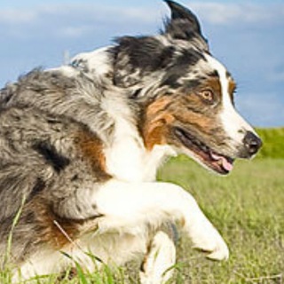 Australian Shepherd Lovers Telegram Group Link