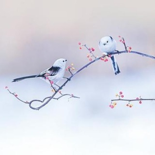 豆瓣讨论 Telegram Group Link