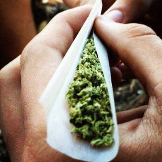 420 Querétaro 🌿🍄