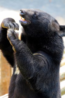 据日经亚洲报道，韩国气候、能源与环境部周二宣布，自明年1月1日起，将禁止繁殖、持有活熊以及提取熊胆。修订后的《动物保护法》规定，违反者将面临最高2年或5年的监禁。目前韩国仍有约200只熊被关在笼中，用于获取胆汁。韩国是少数几个允许为提取胆汁而进行熊类养殖的国家之一，用于传统医药或滋补食品，据说有助于增强活力和体力。过去二十年中，熊胆使用的流行程度大幅下降，药效被质疑、更廉价药品出现，公众对动物残酷对待问题的关注也不断提高。环境部表示，将为养熊养殖户设立6个月的宽限期，但若在此期间提取熊胆，将依法处罚。政府还